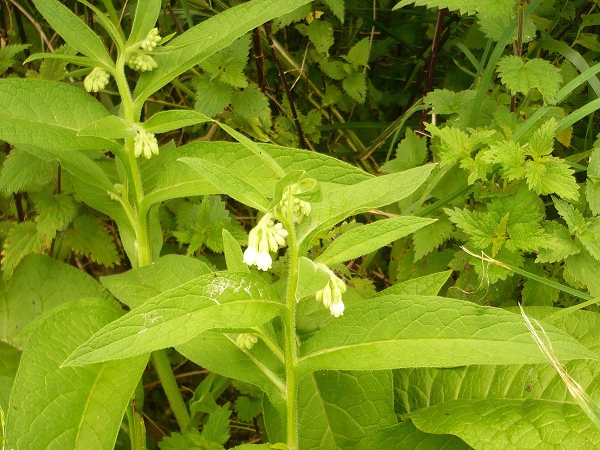 Symphytum officinale subsp. officinale (Boraginaceae)